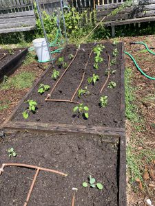 Blackbird Paradise garden beds