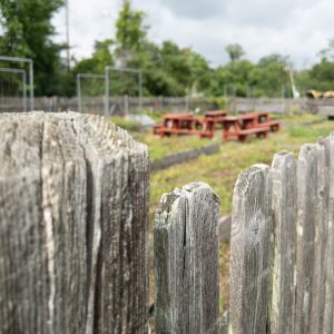 Overgrown garden area viewed through a weathered wooden fence.
