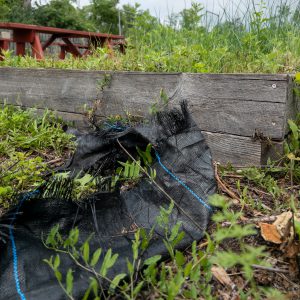 Weeds growing through landscape fabric in a raised garden bed.