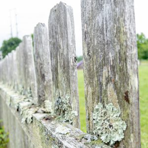 Close-up of a weathered wooden fence with lichen growth.