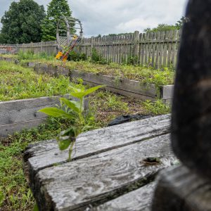 Overgrown raised garden beds beside a weathered wooden fence.