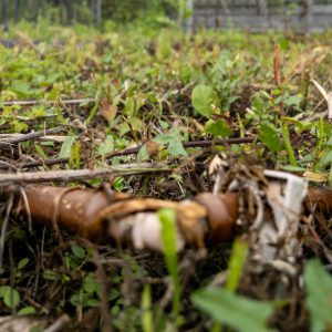 Rusted irrigation pipe lying in an overgrown garden bed.
